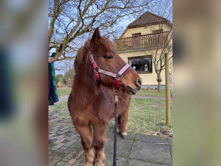 Kuce szetlandzkie Klacz 17 lat 105 cm Kasztanowata in Wistedt