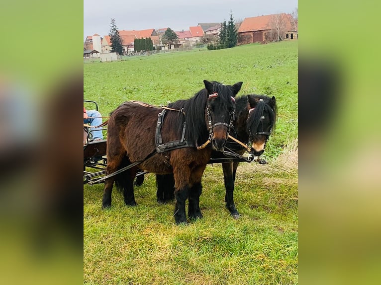 Kuce szetlandzkie Mix Klacz 17 lat 110 cm Gniada in Harzgerode