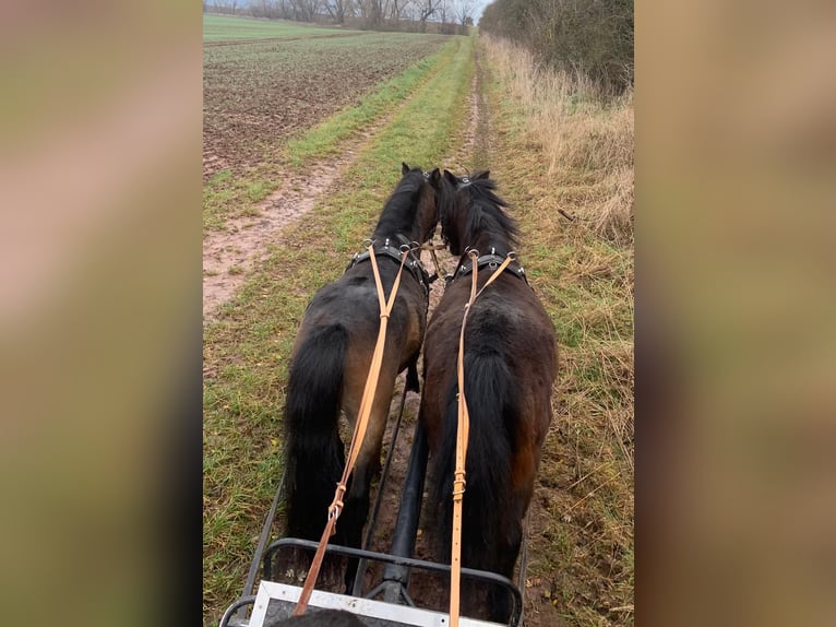 Kuce szetlandzkie Mix Klacz 17 lat 110 cm Gniada in Harzgerode