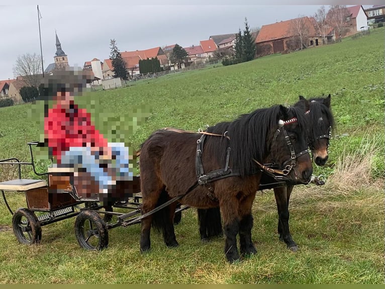 Kuce szetlandzkie Mix Klacz 17 lat 110 cm Gniada in Harzgerode