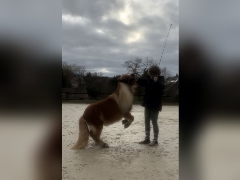 Kuce szetlandzkie Klacz 17 lat 90 cm in Herne