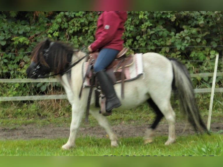 Kuce szetlandzkie Klacz 17 lat 92 cm Srokata in Kiel