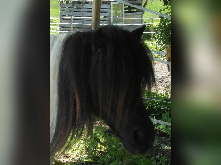 Kuce szetlandzkie Klacz 17 lat 92 cm Srokata in Kiel