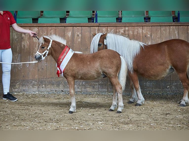Kuce szetlandzkie Klacz 17 lat 98 cm Kasztanowata in Wehrheim