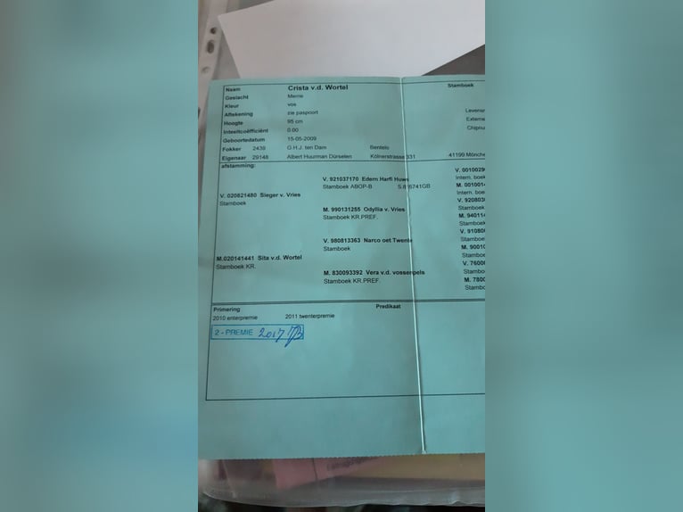 Kuce szetlandzkie Klacz 17 lat 98 cm Kasztanowata in Wehrheim