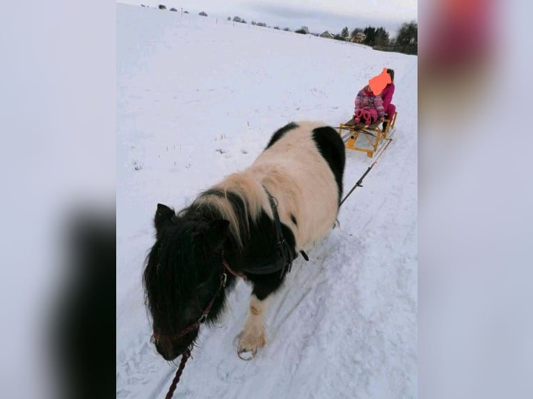 Kuce szetlandzkie Klacz 17 lat 98 cm Srokata in Idar- Oberstein