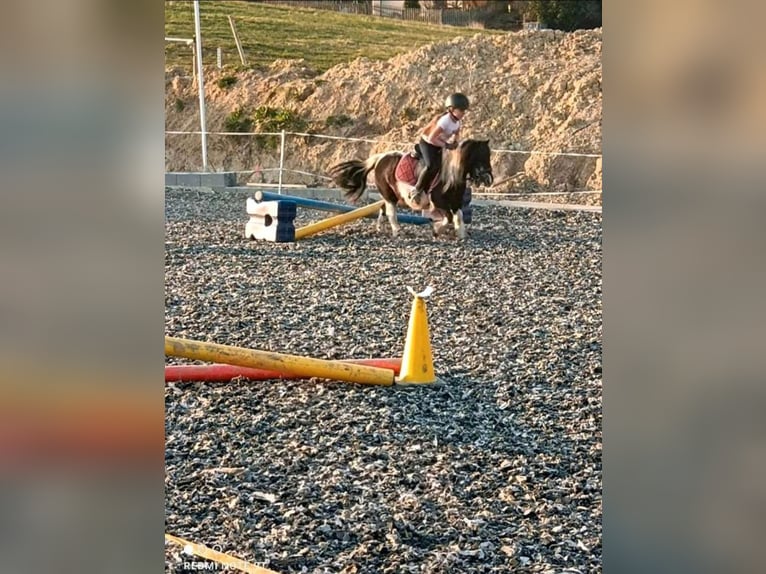 Kuce szetlandzkie Klacz 17 lat 98 cm Srokata in Idar- Oberstein