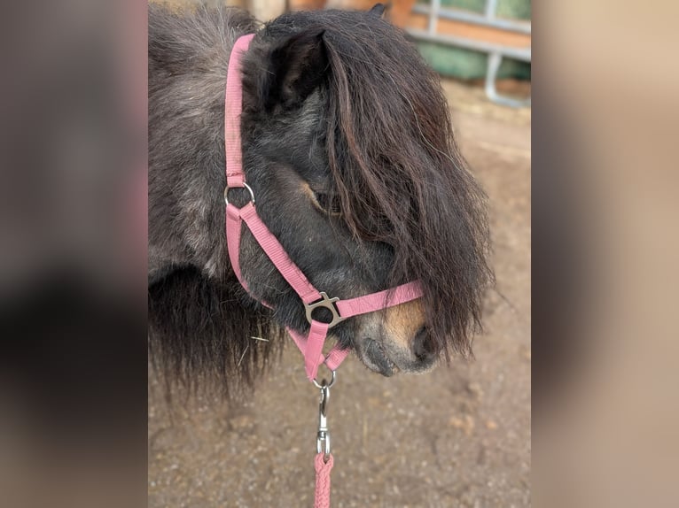 Kuce szetlandzkie Klacz 17 lat Kasztanowata in Königswinter