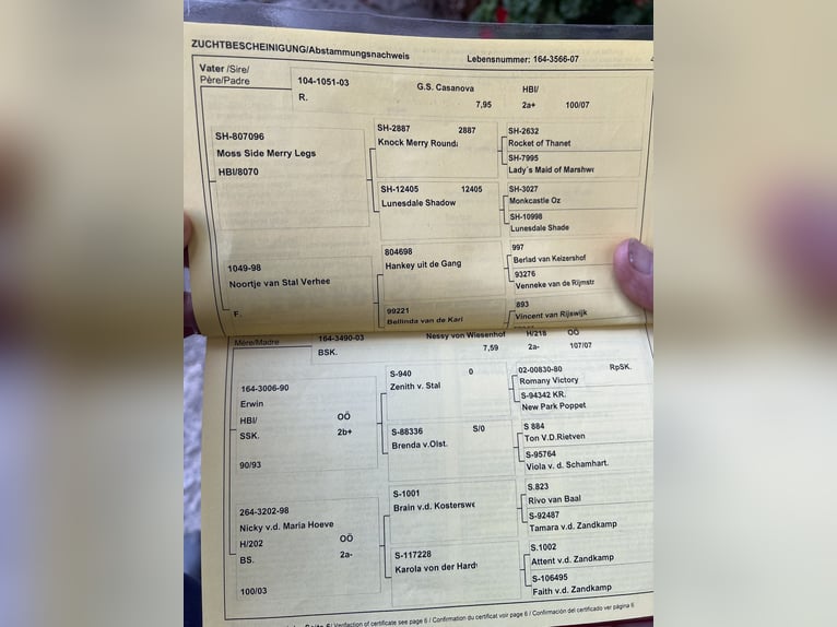 Kuce szetlandzkie Klacz 18 lat 110 cm Kara in Lasberg