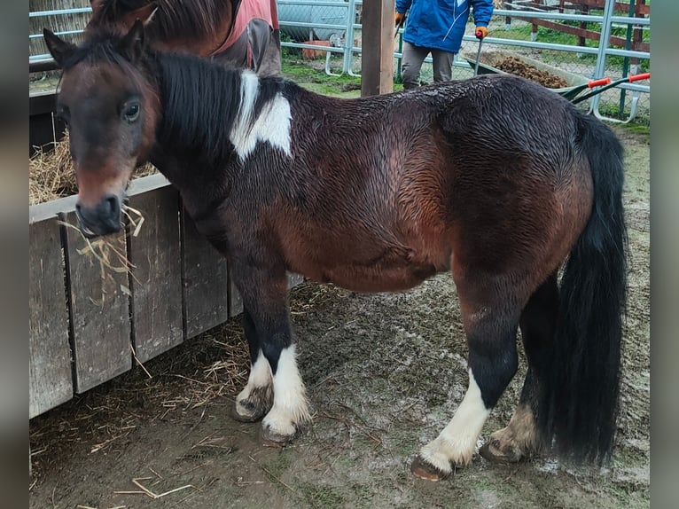 Kuce szetlandzkie Klacz 18 lat 110 cm Srokata in Gleichen