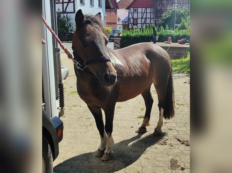 Kuce szetlandzkie Klacz 18 lat 110 cm Srokata in Gleichen