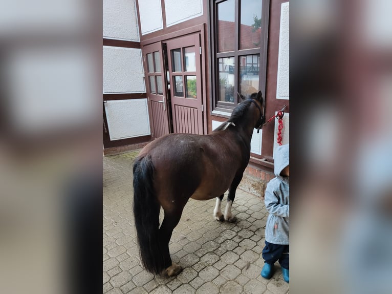 Kuce szetlandzkie Klacz 18 lat 110 cm Srokata in Gleichen