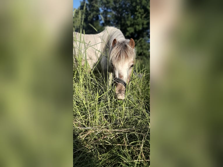 Kuce szetlandzkie Klacz 18 lat 85 cm Tarantowata in Wuustwezel