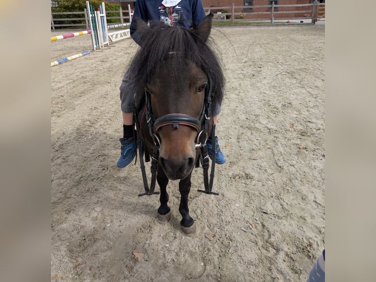 Kuce szetlandzkie Klacz 18 lat 95 cm Ciemnogniada in BönenBönen