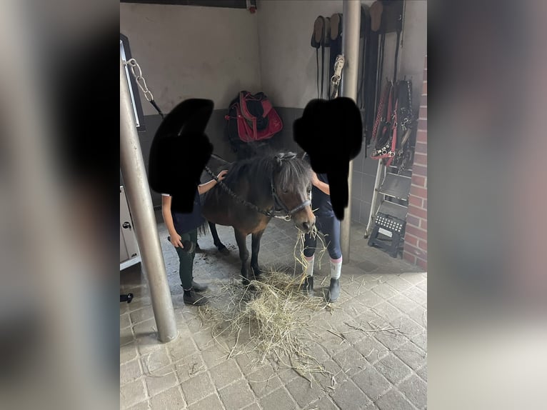 Kuce szetlandzkie Klacz 18 lat 95 cm Ciemnogniada in BönenBönen