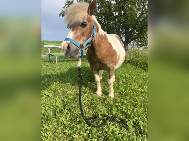 Kuce szetlandzkie Mix Klacz 19 lat 100 cm Srokata in Kirchbach-zerlach