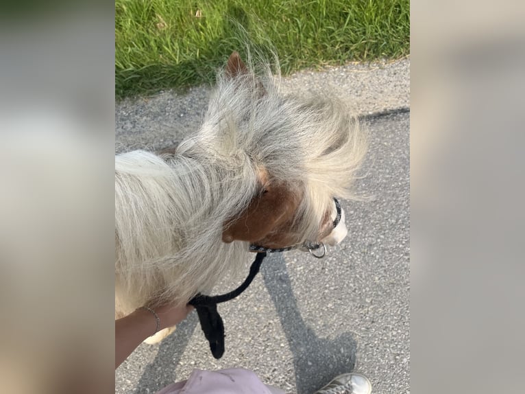 Kuce szetlandzkie Mix Klacz 19 lat 100 cm Srokata in Kirchbach-zerlach