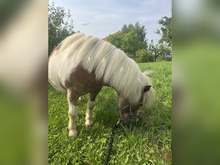 Kuce szetlandzkie Mix Klacz 19 lat 100 cm Srokata in Kirchbach-zerlach