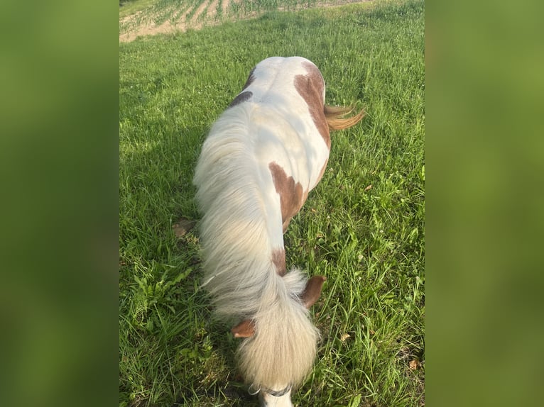 Kuce szetlandzkie Mix Klacz 19 lat 100 cm Srokata in Kirchbach-zerlach
