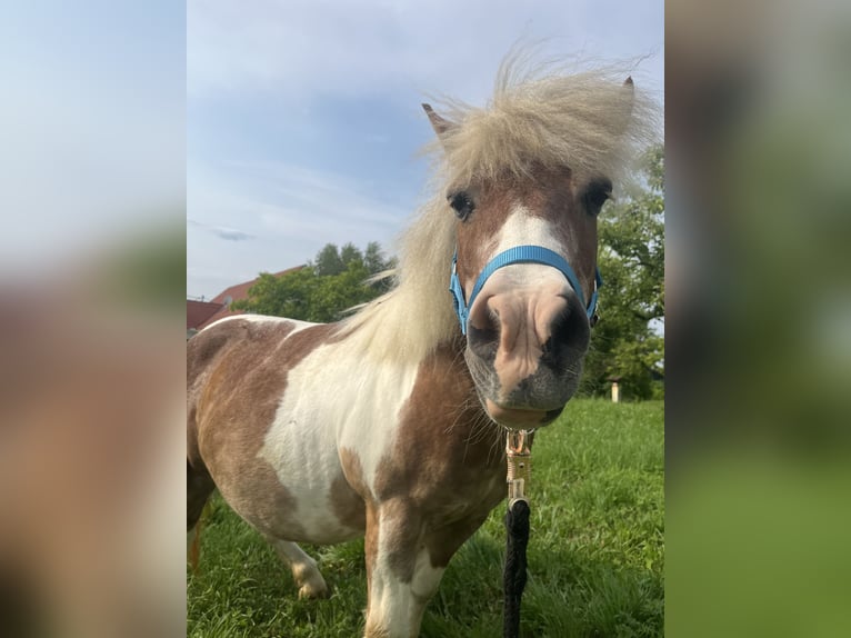 Kuce szetlandzkie Mix Klacz 19 lat 100 cm Srokata in Kirchbach-zerlach