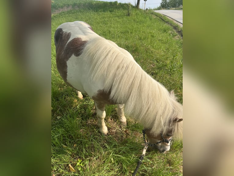 Kuce szetlandzkie Mix Klacz 19 lat 100 cm Srokata in Kirchbach-zerlach