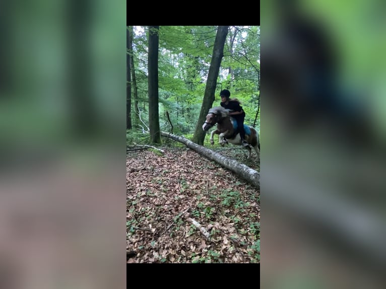 Kuce szetlandzkie Mix Klacz 19 lat 100 cm Srokata in Kirchbach-zerlach