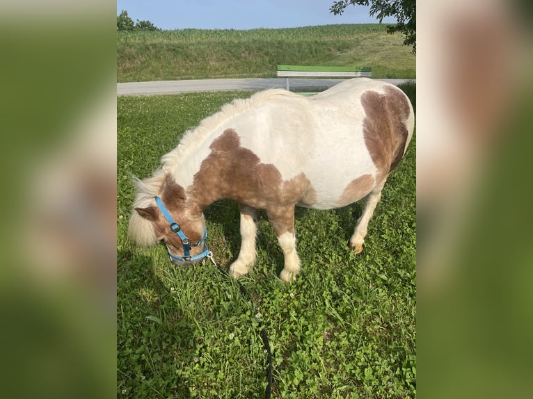 Kuce szetlandzkie Mix Klacz 19 lat 100 cm Srokata in Kirchbach-zerlach