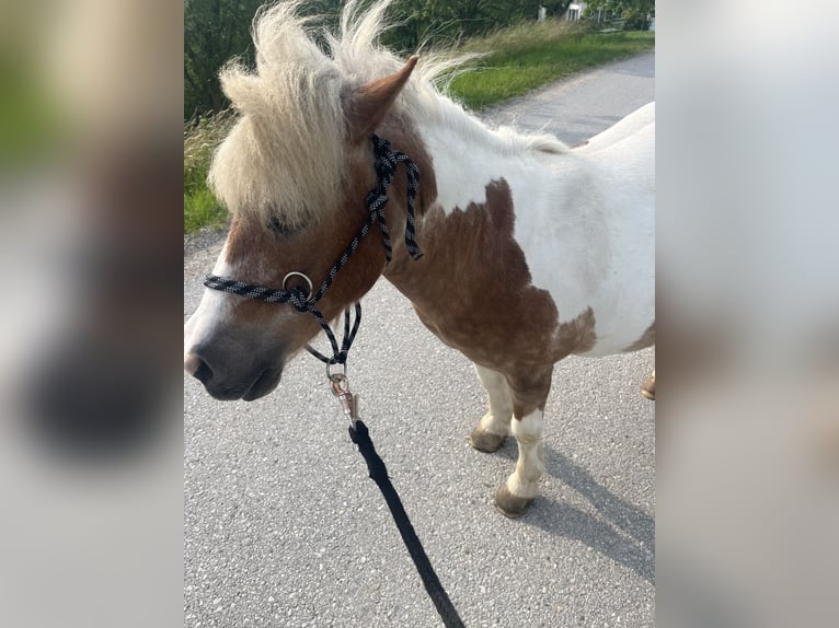 Kuce szetlandzkie Mix Klacz 19 lat 100 cm Srokata in Kirchbach-zerlach