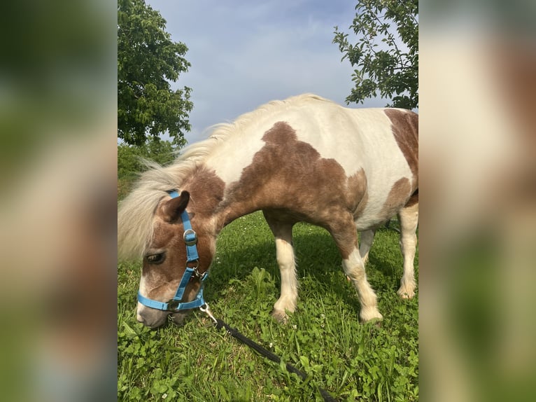 Kuce szetlandzkie Mix Klacz 19 lat 100 cm Srokata in Kirchbach-zerlach