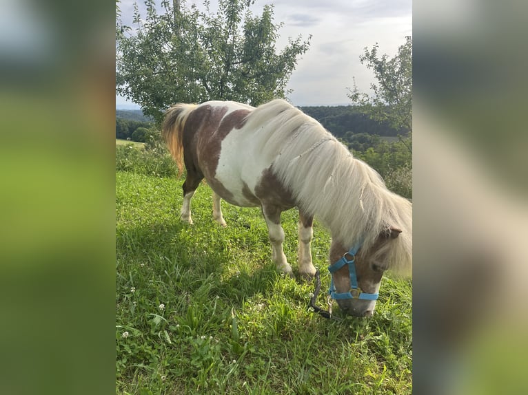 Kuce szetlandzkie Mix Klacz 19 lat 100 cm Srokata in Kirchbach-zerlach