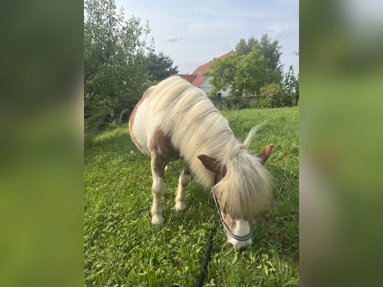 Kuce szetlandzkie Mix Klacz 19 lat 100 cm Srokata in Kirchbach-zerlach