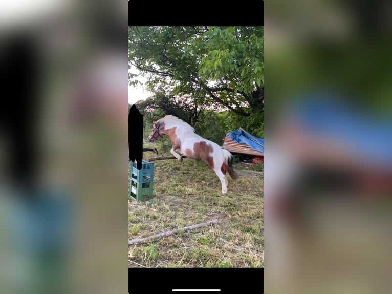 Kuce szetlandzkie Mix Klacz 19 lat 100 cm Srokata in Kirchbach-zerlach