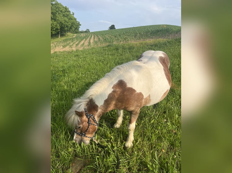 Kuce szetlandzkie Mix Klacz 19 lat 100 cm Srokata in Kirchbach-zerlach