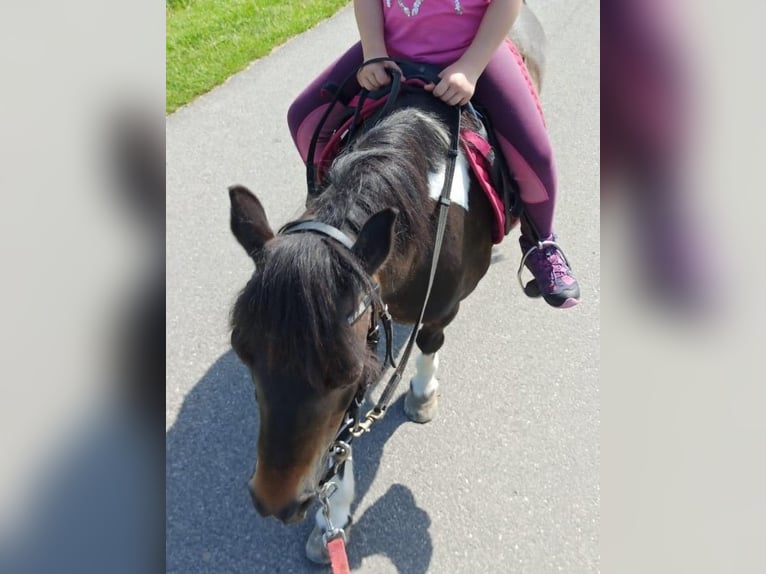 Kuce szetlandzkie Klacz 19 lat 110 cm Srokata in Gleichen