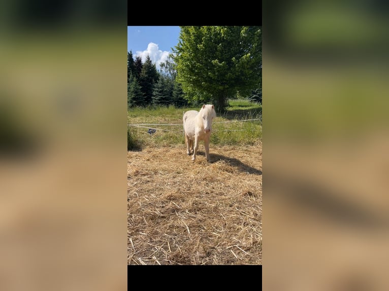 Kuce szetlandzkie Klacz 1 Rok 100 cm Cremello in Mügeln