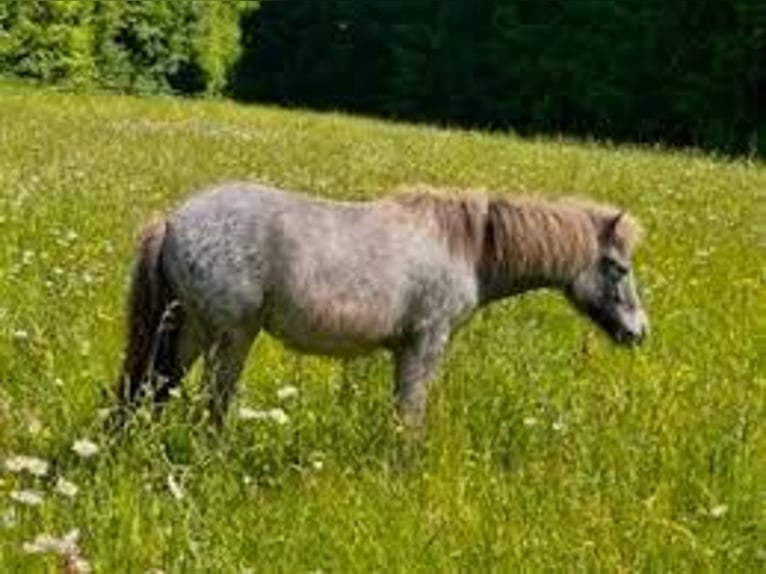 Kuce szetlandzkie Klacz 1 Rok 101 cm  in Flörsbachtal