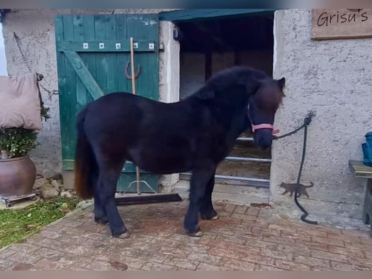 Kuce szetlandzkie Klacz 1 Rok 105 cm Kara in Groß Salitz