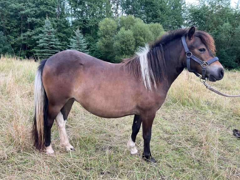 Kuce szetlandzkie Klacz 1 Rok 105 cm Srokata in Grimmen