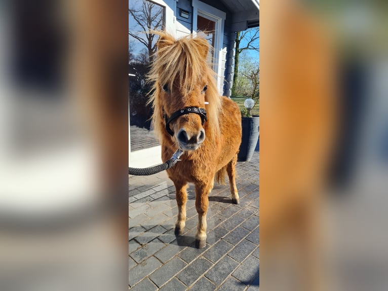 Kuce szetlandzkie Klacz 1 Rok 83 cm Kasztanowata in Hopsten