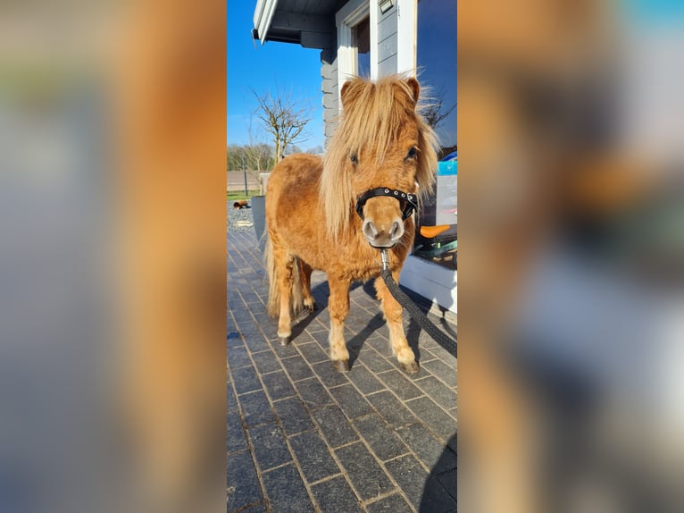 Kuce szetlandzkie Klacz 1 Rok 83 cm Kasztanowata in Hopsten