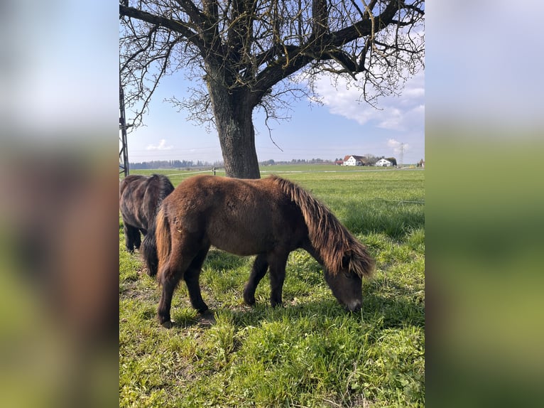 Kuce szetlandzkie Klacz 1 Rok 94 cm  in Berg
