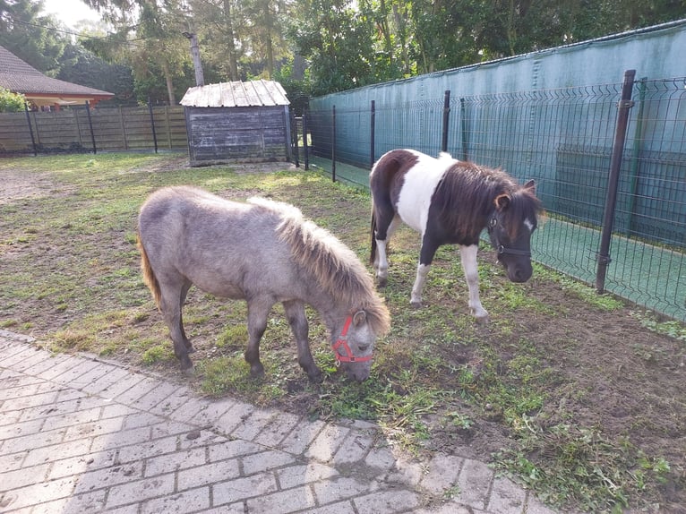 Kuce szetlandzkie Klacz 1 Rok 95 cm Siwa in Stekene