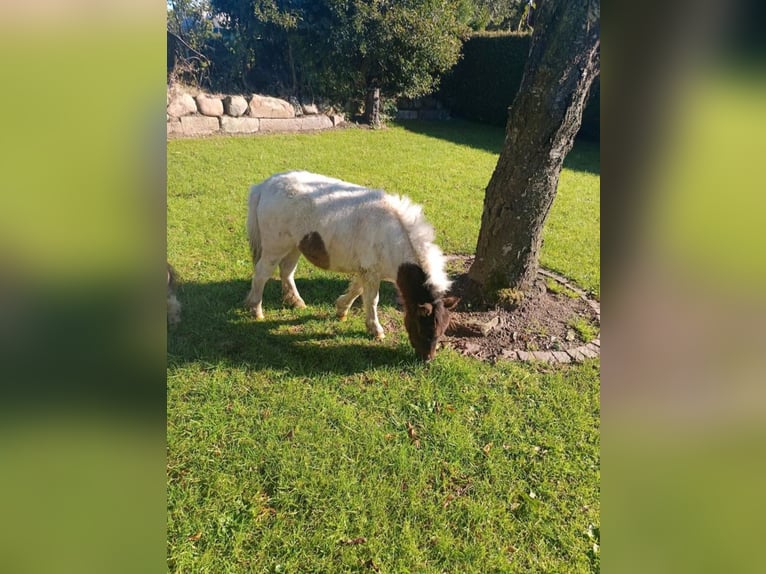 Kuce szetlandzkie Klacz 1 Rok 95 cm Srokata in hohenlockstedt