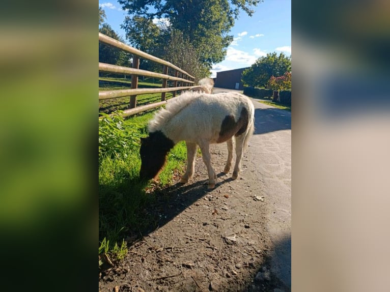 Kuce szetlandzkie Klacz 1 Rok 95 cm Srokata in hohenlockstedt