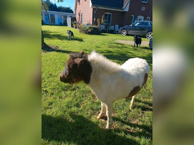 Kuce szetlandzkie Klacz 1 Rok 95 cm Srokata in hohenlockstedt