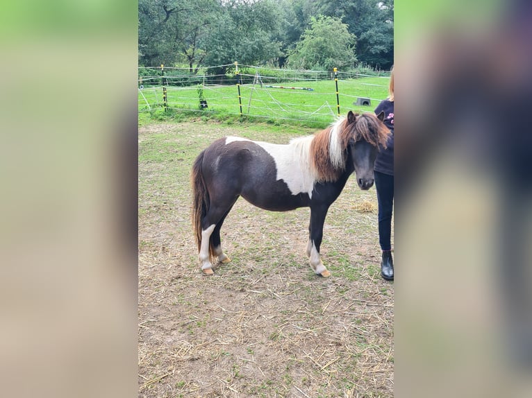 Kuce szetlandzkie Klacz 1 Rok 95 cm Srokata in Verden (Aller)