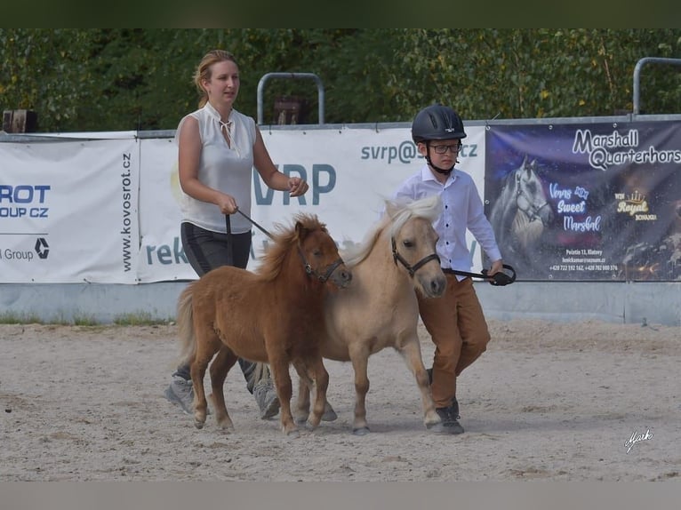 Kuce szetlandzkie Klacz 1 Rok Ciemnokasztanowata in Zábřeh