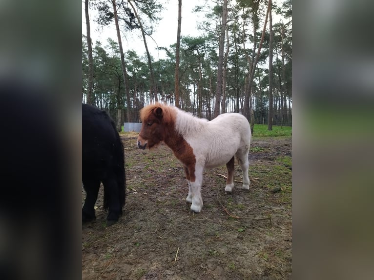 Kuce szetlandzkie Klacz 1 Rok in Reken