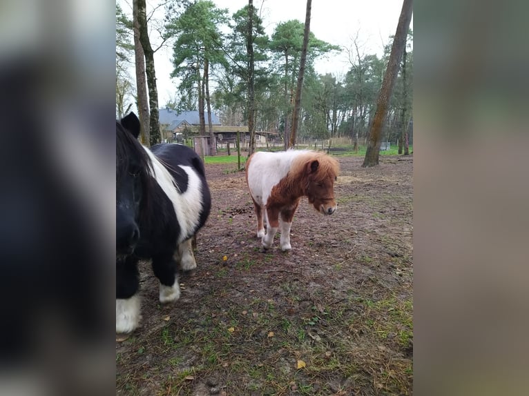 Kuce szetlandzkie Klacz 1 Rok in Reken