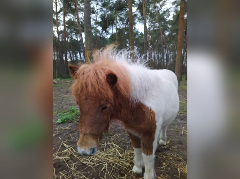 Kuce szetlandzkie Klacz 1 Rok in Reken